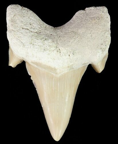 Otodus Shark Tooth Fossil - Eocene #67245